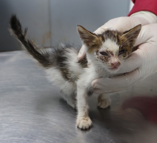 종료(자연사) 한국…